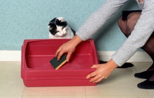 猫トイレを洗う