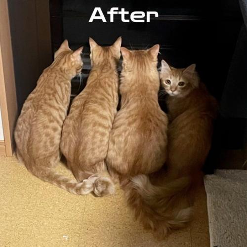 おすわりする猫たちの後ろ姿