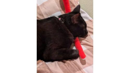 室内にいる猫