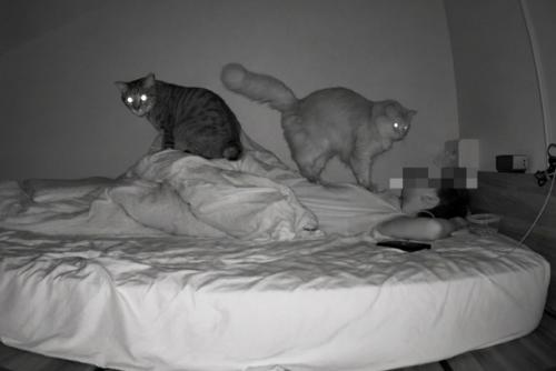 ベッドに横たわる人の上に乗る猫