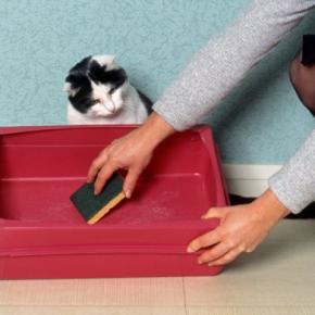 猫が心の中で『ガマンしていること』4つ 気付いてあげたいサインから改善のヒントまで