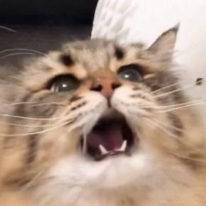 猫じゃらしに夢中になっている猫→捕まえようと大きく口を開けた瞬間…迫力ありすぎる『表情』に5万いいね「可愛すぎるわ」「アニメみたい」