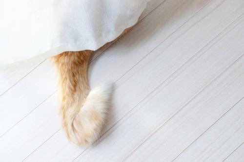 カーテンに隠れている猫の尻尾