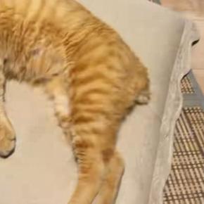 暑い夏、冷房の効いた涼しい部屋で猫が…とっても幸せそうな光景に癒される人が続出「気持ちよさそうｗ」「めっちゃリラックスｗ」と13万再生