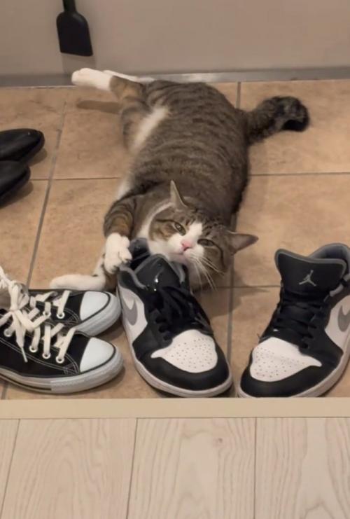 こちらを見つめる猫