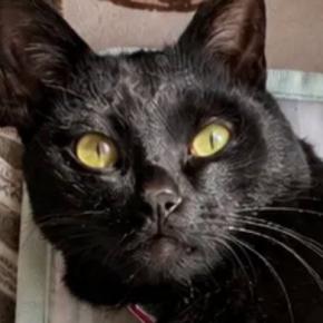 AIで『猫にヨガパンツを履かせるやつ』に挑戦したら、黒猫が…思っていたのと違う『まさかの光景』に「下半身見た瞬間吹いたw」「やだw」