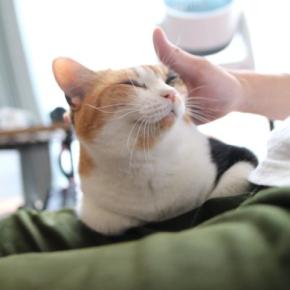 猫の『喜怒哀楽』にまつわるトリビア4つ 表情やしぐさでわかる?感情別の接し方まで