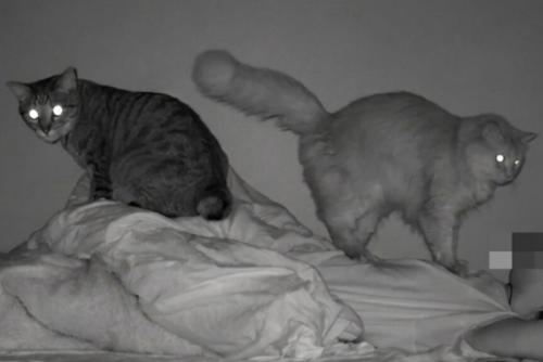 ベッドに横たわる人の上に乗る2匹の猫2