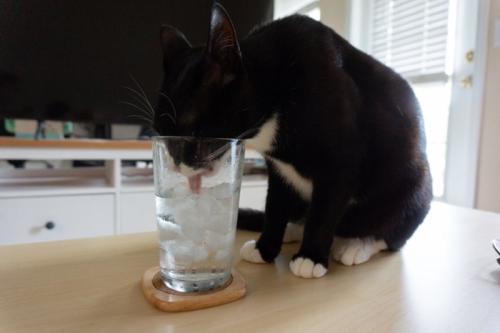 氷水を舐める猫