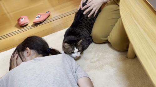 キジトラ白猫が人に寄り添っている様子