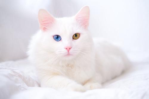 正面をジッと見つめるオッドアイの猫