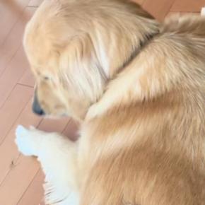 床に寝そべる大型犬→『背中』をよく見ると、乗っていたのは…尊すぎる光景が89万再生「同じ色で可愛すぎる」「犬も動けなくなるんだｗ」
