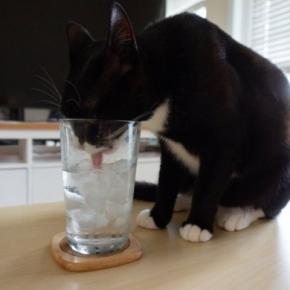 猫に『氷』を与えるときの注意点4つ 体調に影響はある?安全な与え方まで