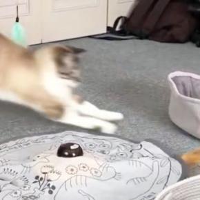 『ミラクルがすぎる』夢中になっておもちゃで遊んでいた猫→近くにあるベッドに入ると…次の瞬間『まさかの展開』が110万表示「可愛いｗ」