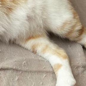 雨の日に保護された子猫→愛情を注がれて育った結果…幸せあふれる『現在の様子』に1万いいね「完全に野生を忘れてるw」「かわいいw」
