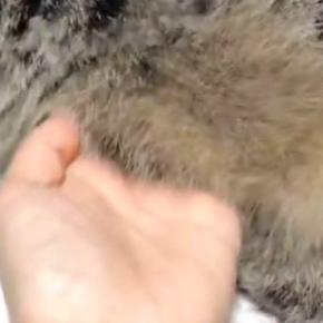 くつろぐ猫→飼い主がお腹のあたりを優しく触ると…ずっと見ていたくなる光景に４万いいね「幸せが詰まってる」「私もやりたい」