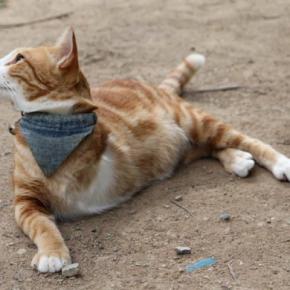 3本足の野良猫が保護され、やがて手にした「家族」と「友達」 米国