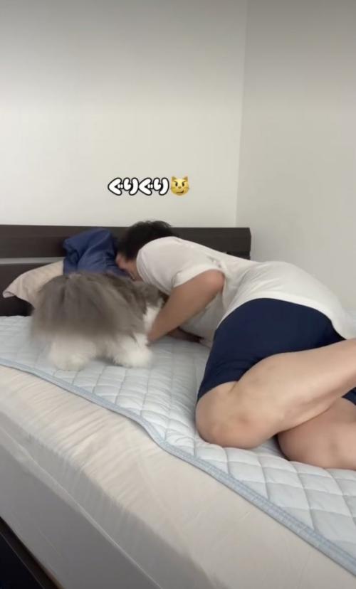 飼い主をつつく猫