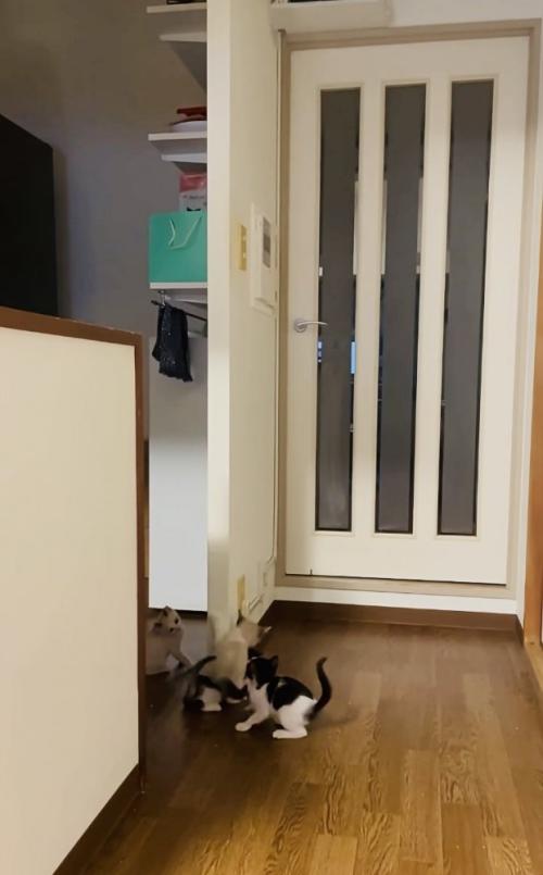 袖壁からずり落ちる子猫と避難する3匹の子猫