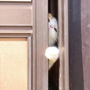 猫が『留守番』しているのに外出中のトラブルで帰れない！愛猫の安全を守るために予め準備すべき対策5選