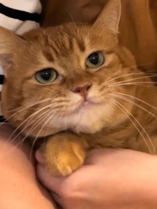 無表情の猫