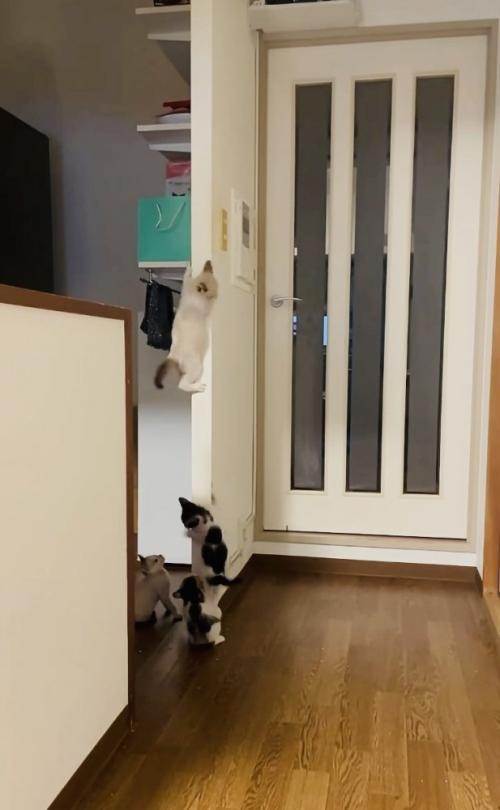 袖壁からずり落ちる子猫と避難する3匹の子猫