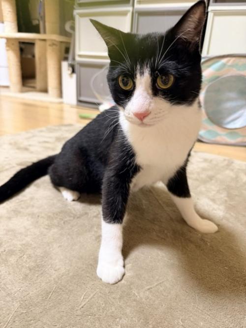 お座りする猫