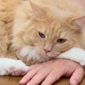 大好きなパパにべったりな猫、ママが手をどかして邪魔してみると…想像を超える光景に「パパ依存症ｗ」「奥さんだにゃｗ」と笑う人が続出