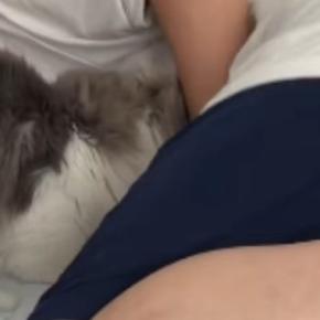 朝、寝ているパパのもとにやってきた猫…想像以上に『激しい起こし方』が33万再生「元気いっぱいw」「愛情たっぷりw」と笑う人が続出