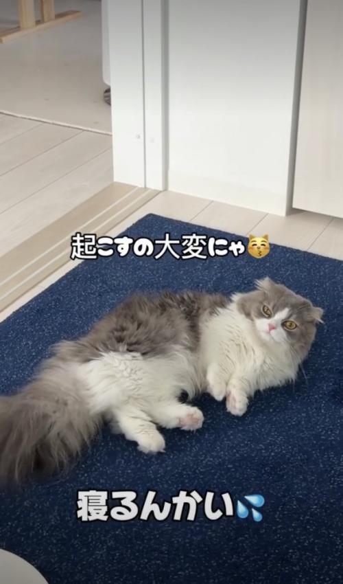 床に寝転ぶ猫
