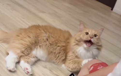 口を開けて寝そべる猫
