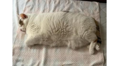 寝ている猫