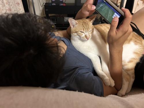 飼い主の体と腕の間に入る猫