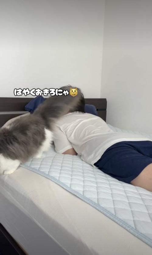 ベッドを降りる猫