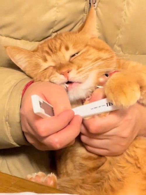 目を細める猫