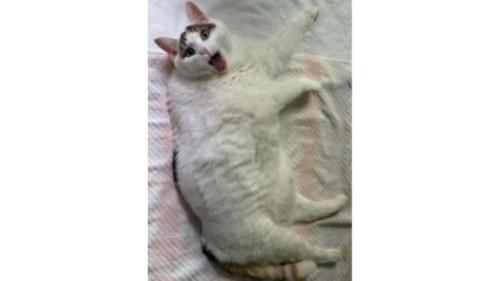 寝ている猫