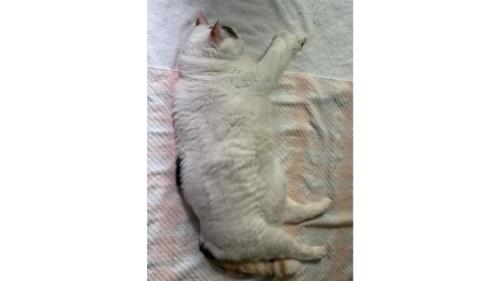 寝ている猫