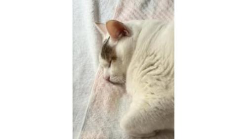 寝ている猫