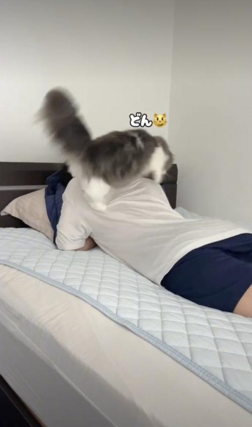 背中に乗る猫