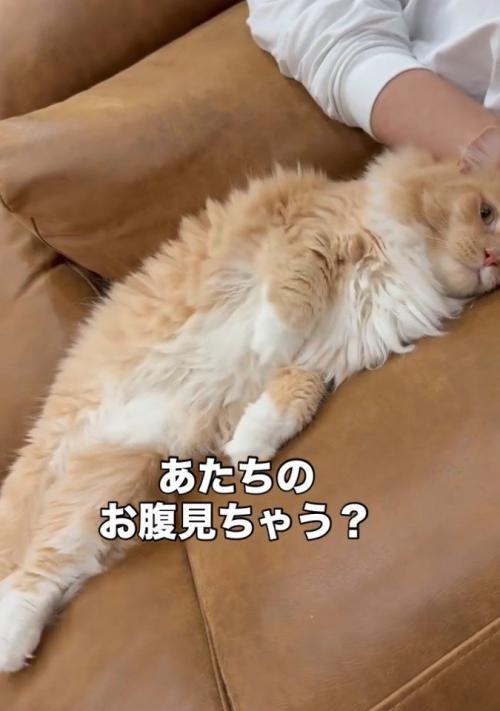 「あたちの～」と書かれた写真