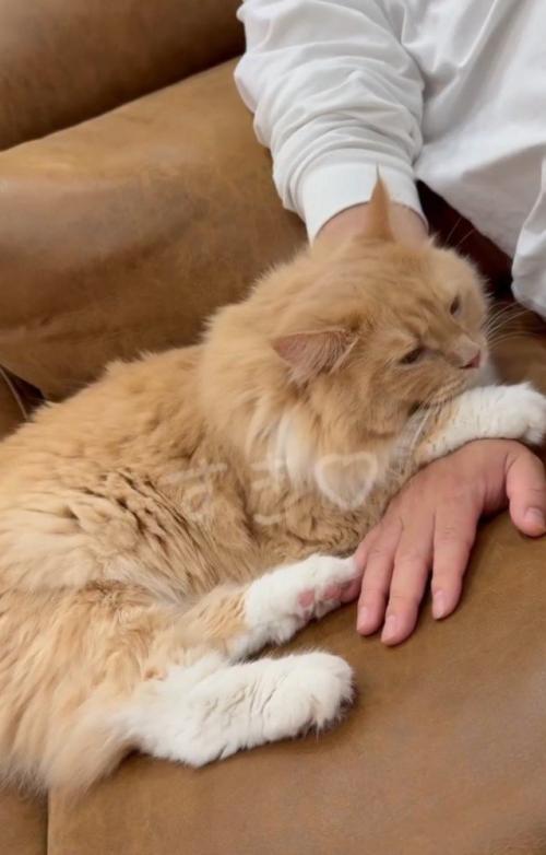 手に乗る猫
