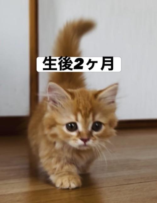 フローリングの上を歩いている子猫