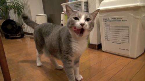 ぺろり