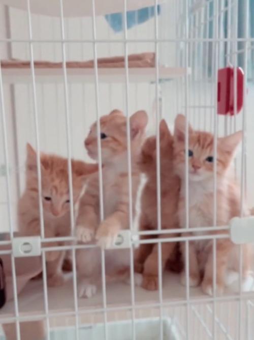 4匹の子猫