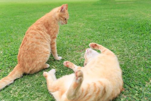芝生の上で寝転がる猫とそれを見ている猫