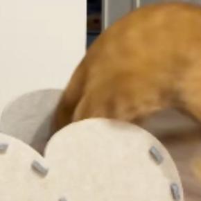 猫ハウスで遊ぶ猫→勢いよく中に飛び込むと…思わず笑ってしまう『激しい動き』が414万再生「仰向けで出てきて笑ったw」「遊ぶの上手」