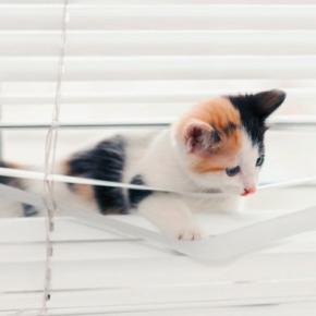 猫と暮らす部屋に『ブラインド』を取り付けるときの注意点3つ　選び方のポイントやイタズラ対策のコツ