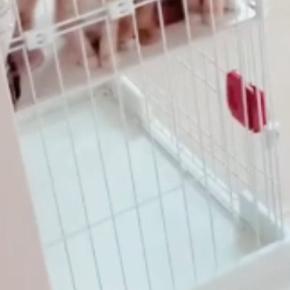 朝起きて部屋のドアを開けたら、『4匹の子猫たち』が…悶絶必至の光景が539万再生「悲鳴をあげてしまう」「可愛すぎて涙が出てきたw」