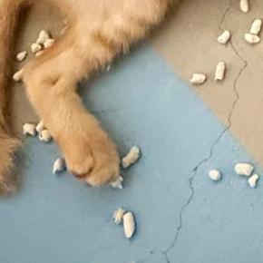 夜中の12時過ぎ、子猫たちがいる部屋のドアを開けたら…目に飛び込んできた『まさかの光景』に「深夜の大掃除ww」「ノリノリw」と爆笑の声