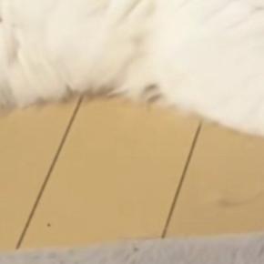 かまってアピールする猫を『少しだけ無視』してしまった結果…まさかの光景に5万いいね「しっぽが凄い反応してるw」「態度で示してるねw」